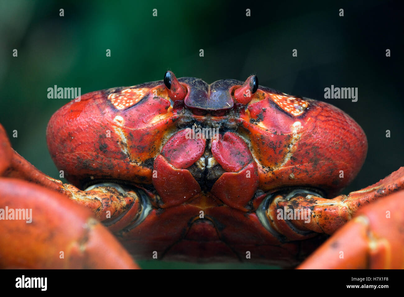 Christmas Island Red Crab (Gecarcoidea natalis), Christmas Island