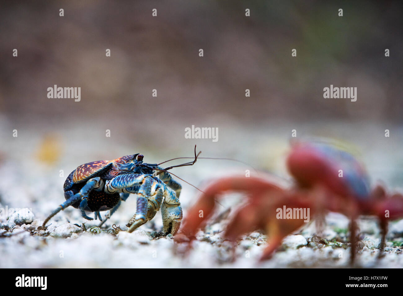 Coconut Crab (Birgus latro) juvenile with Christmas Island Red Crab (Gecarcoidea natalis) in the