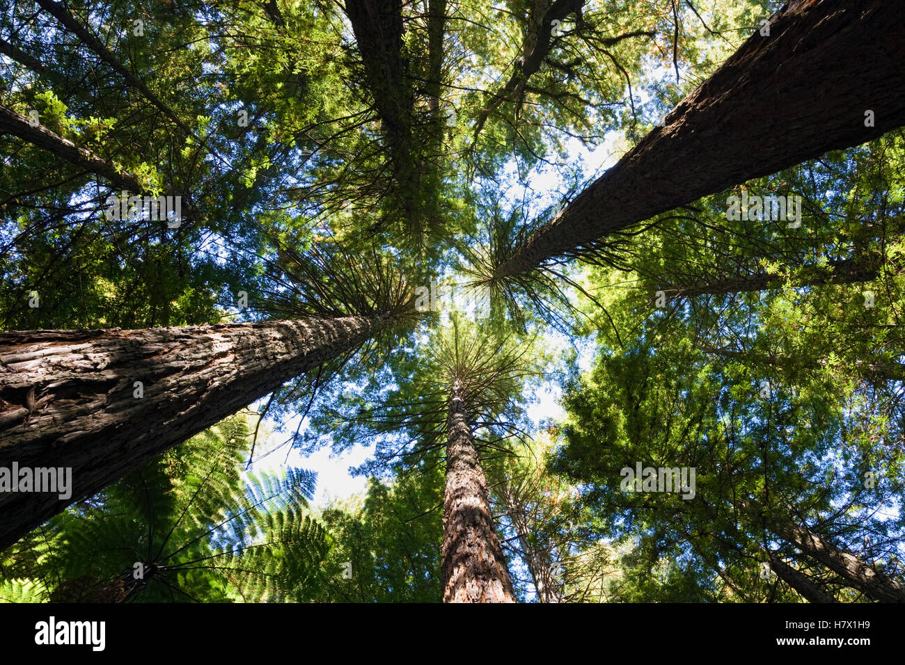 Coast Redwood (Sequoia sempervirens) trees, Rotorua, New Zealand Stock