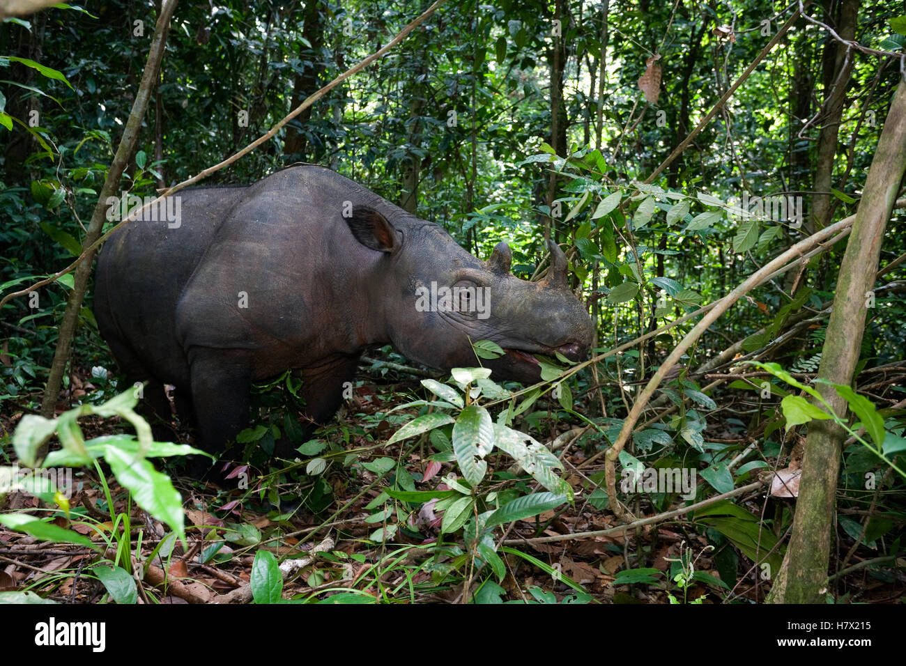 Kertam Sumatran Rhinoceros (Dicerorhinus sumatrensis), Way Kambas National ...