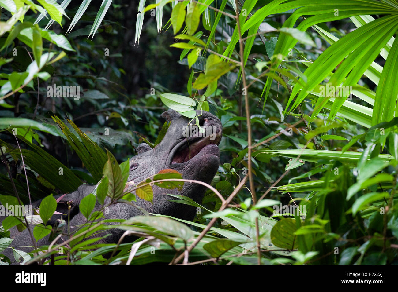 Sumatran Rhinoceros (Dicerorhinus sumatrensis) female browsing, Way