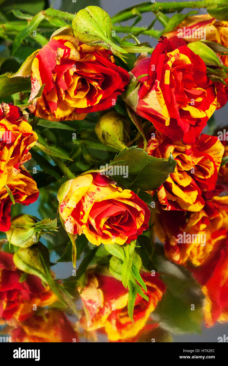 beautiful bouquet roses on the mirror Stock Photo - Alamy