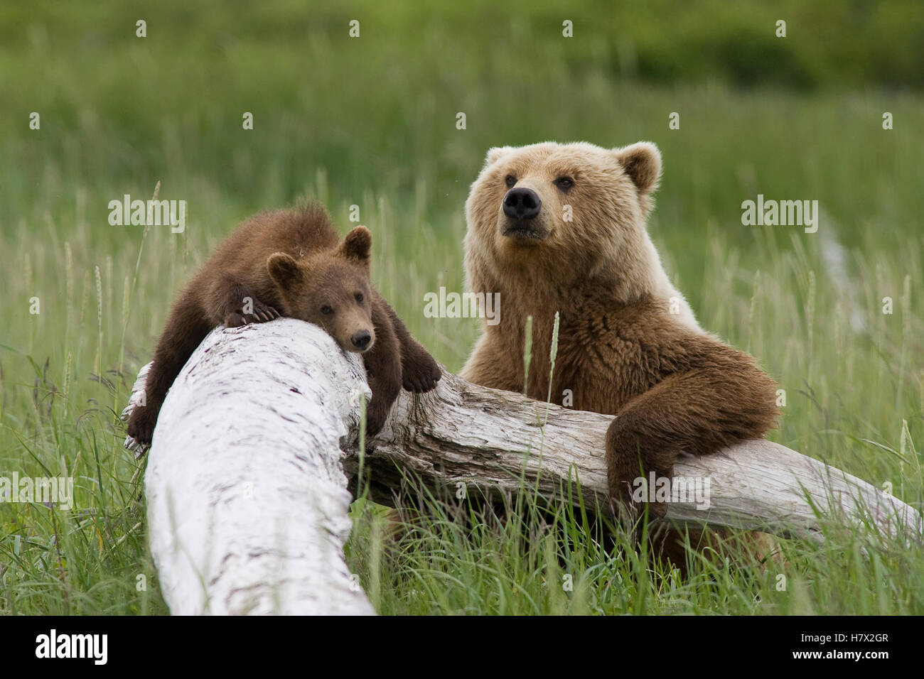 Grizzly Bear (Ursus arctos horribilis) female with cub rest ing on log ...