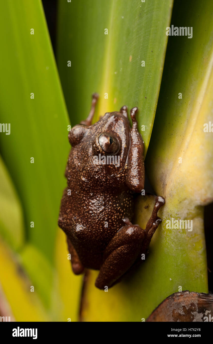 Tree Frog (Hylidae), Mount Roraima, Venezuela Stock Photo