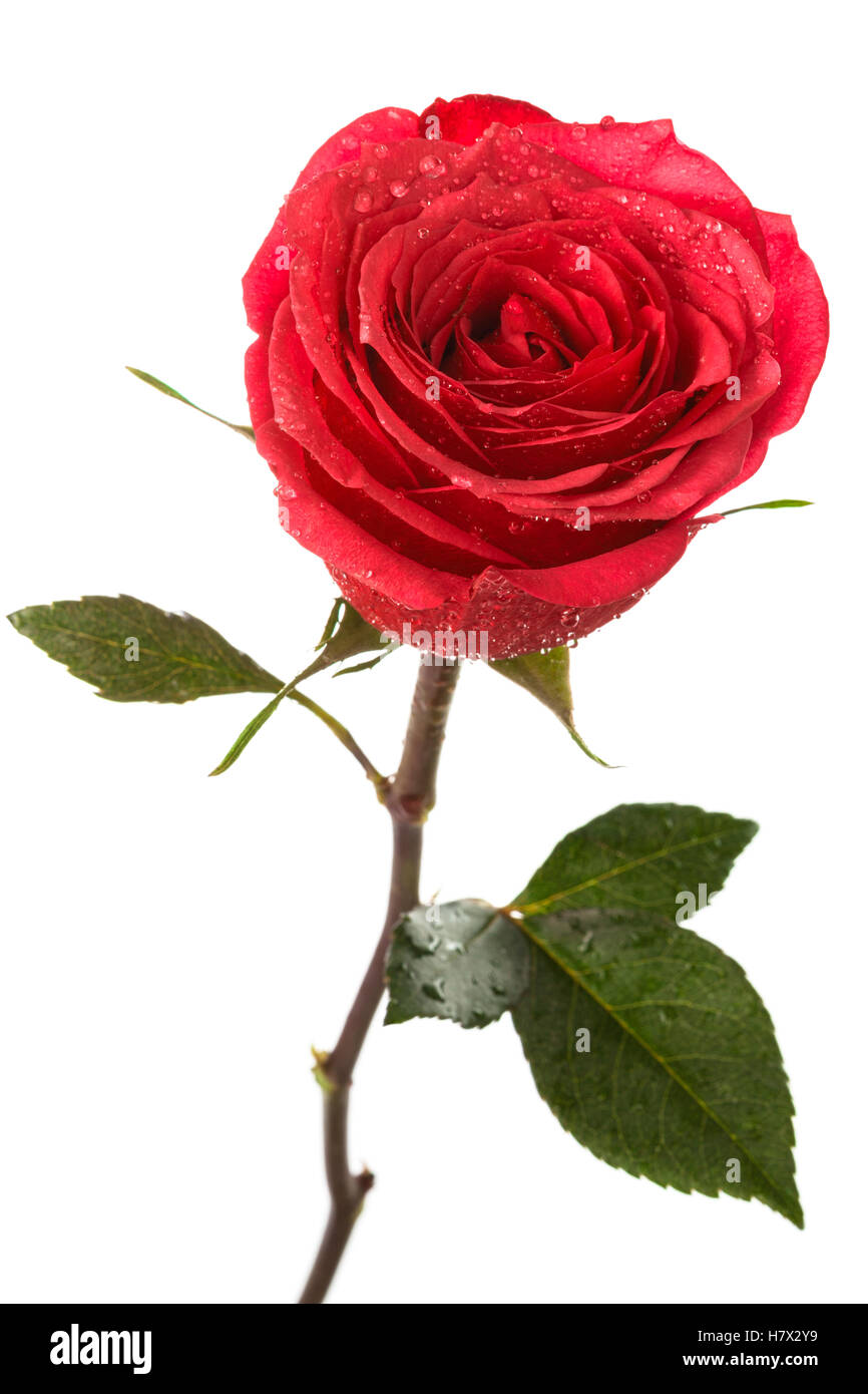 rose with water drops on a white background Stock Photo - Alamy