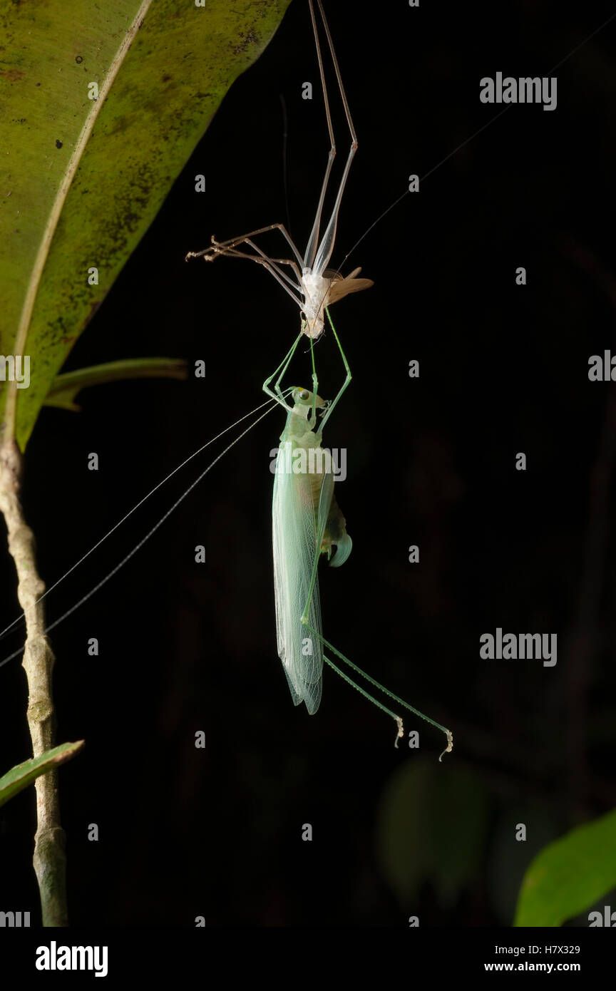 Katydid (Tettigoniidae) molting, Kubah National Park, Sarawak, Malaysia ...