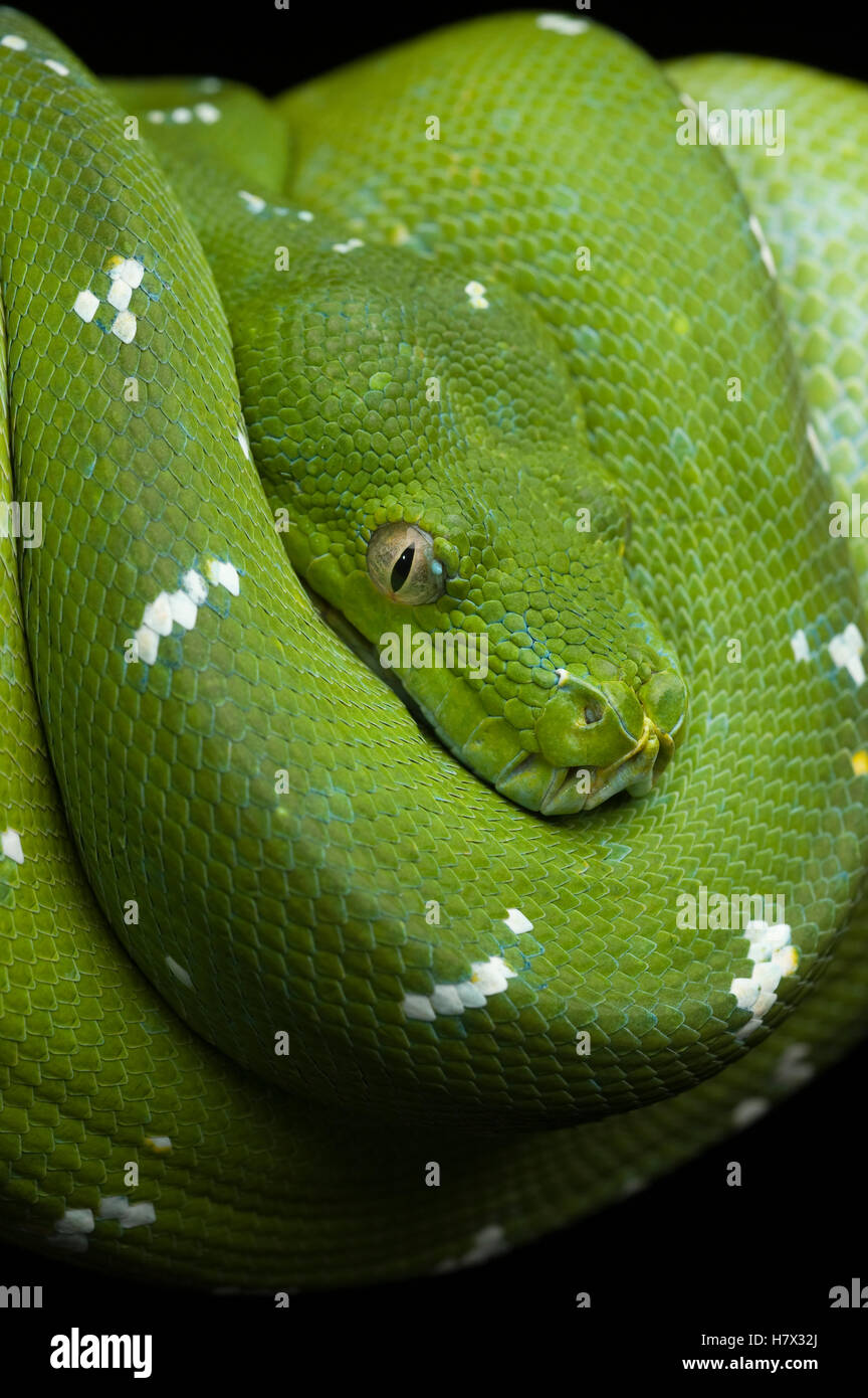 Green Tree Python Morelia Viridis Jakarta Indonesia Stock Photo Alamy