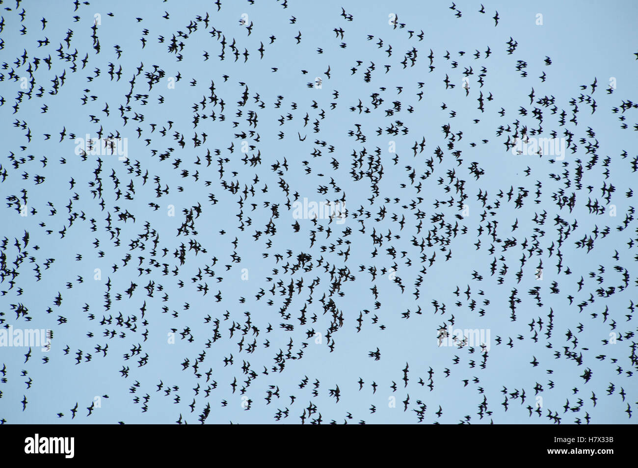 Wrinklelipped Freetailed Bat (Chaerephon plicatus) group leaving for