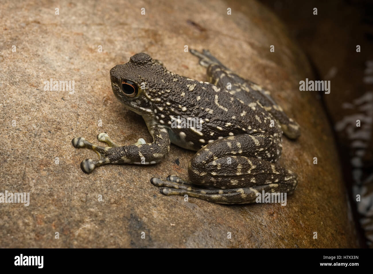 Splasher Frog Sabah Splash Frog (Staurois latopalmatus), Gunung Mulu National Park ...