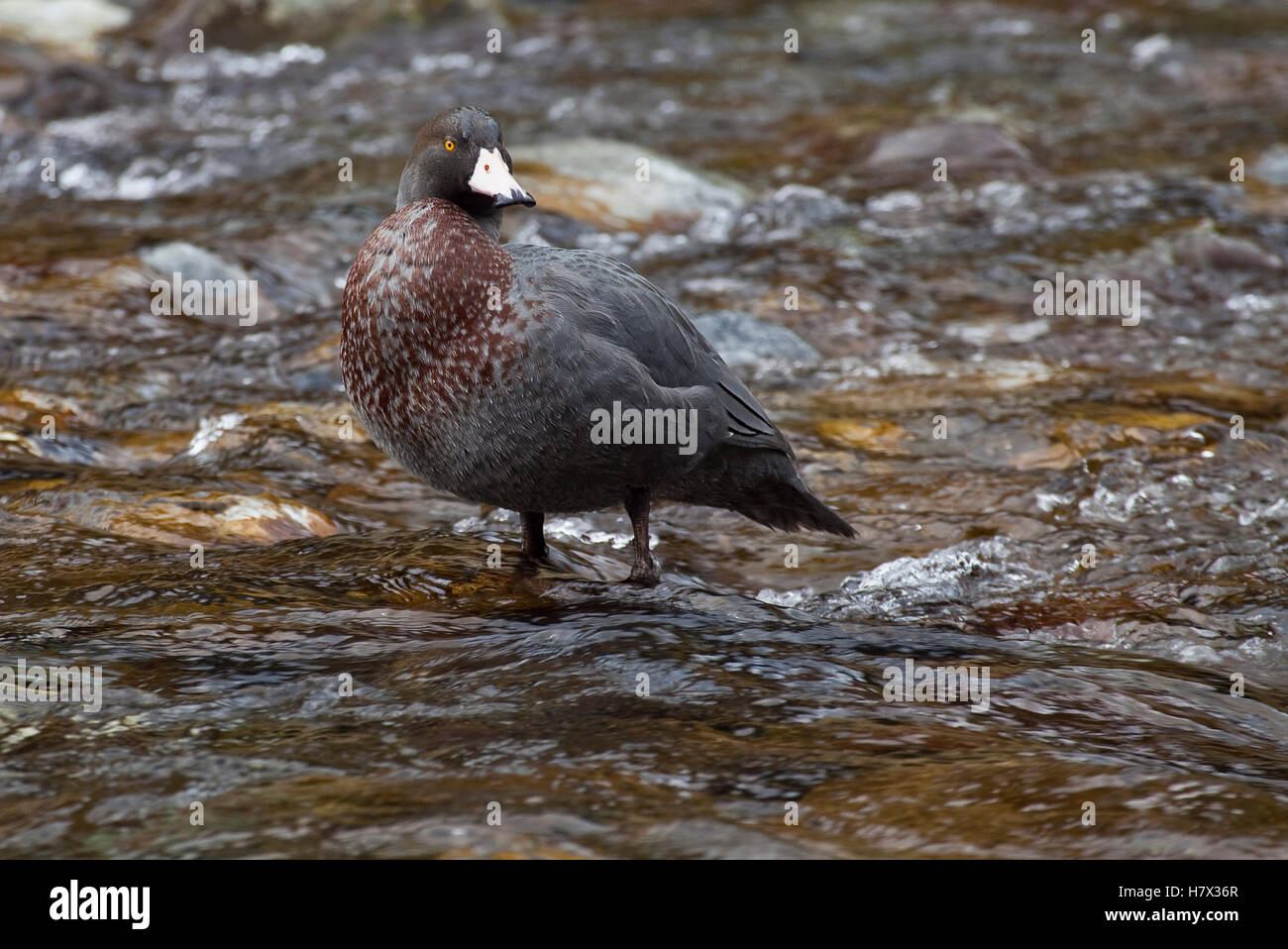 Blue Duck (Hymenolaimus malacorhynchos) standing in shallow stream