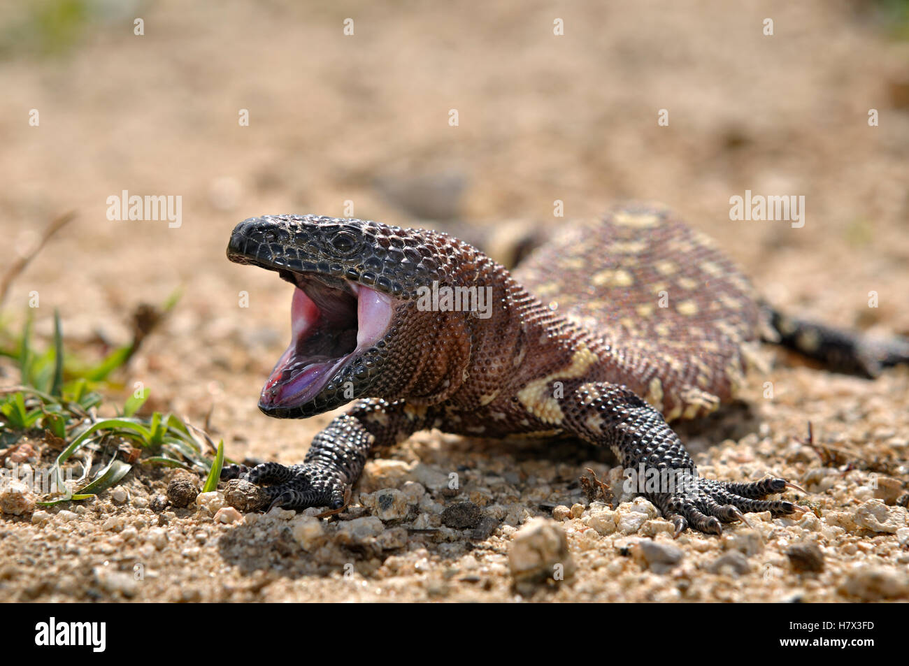 Gila Monster (Heloderma suspectum) young in threatening pose, native to ...