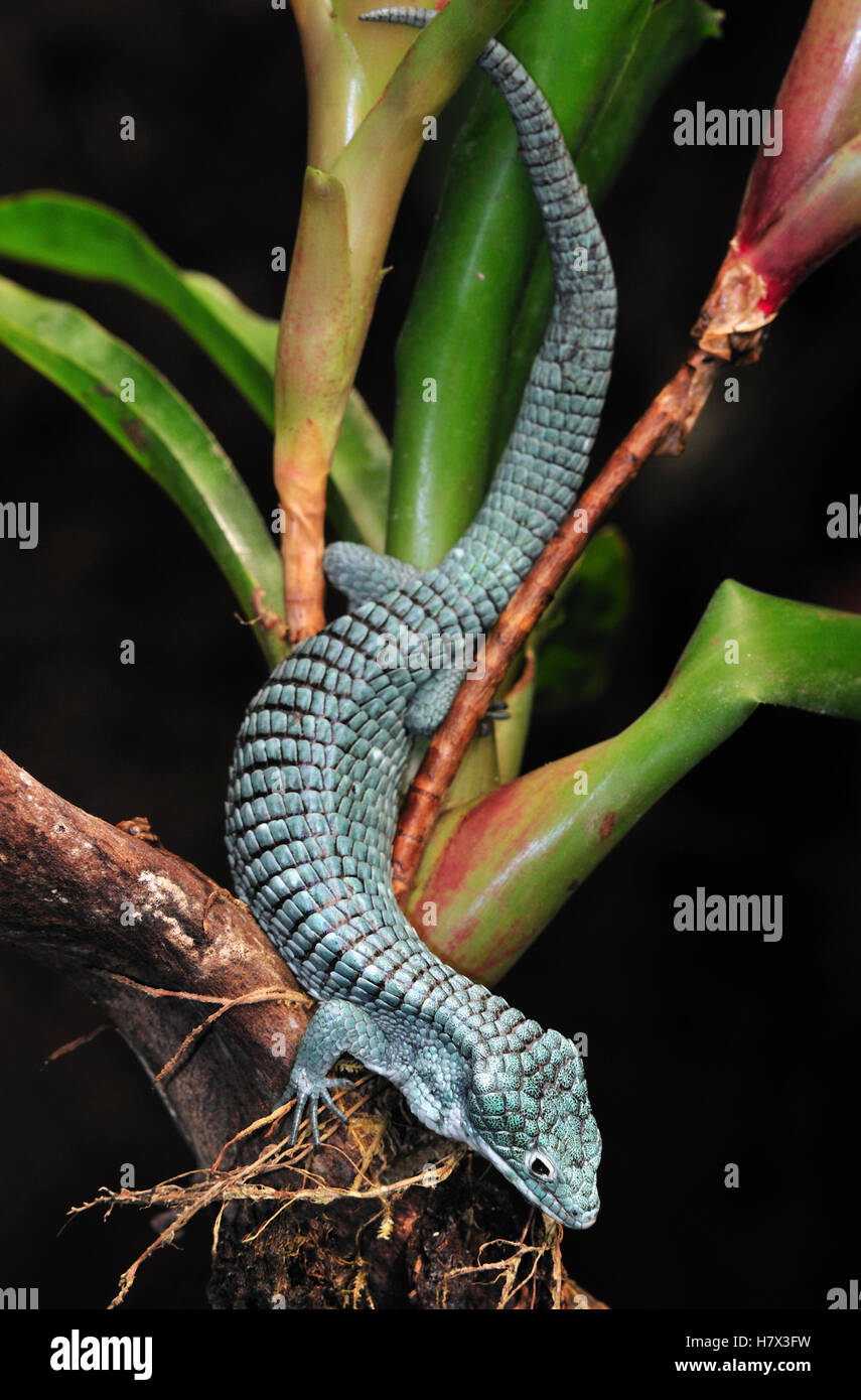 Green Arboreal Alligator Lizard (Abronia graminea), endemic to cloud forests of Mexico Stock Photo