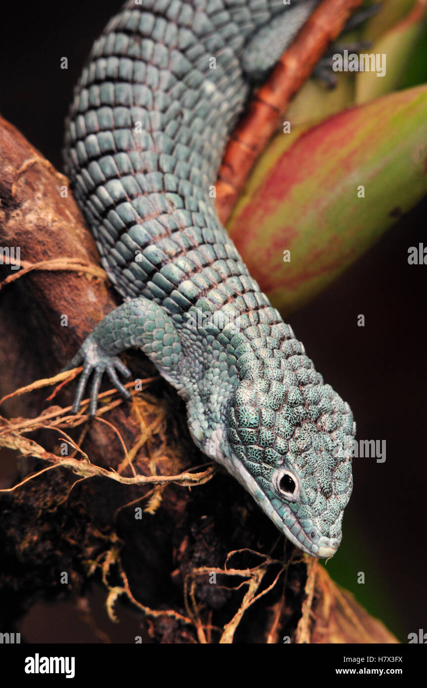 Green Arboreal Alligator Lizard (Abronia graminea), endemic to cloud forests of Mexico Stock Photo