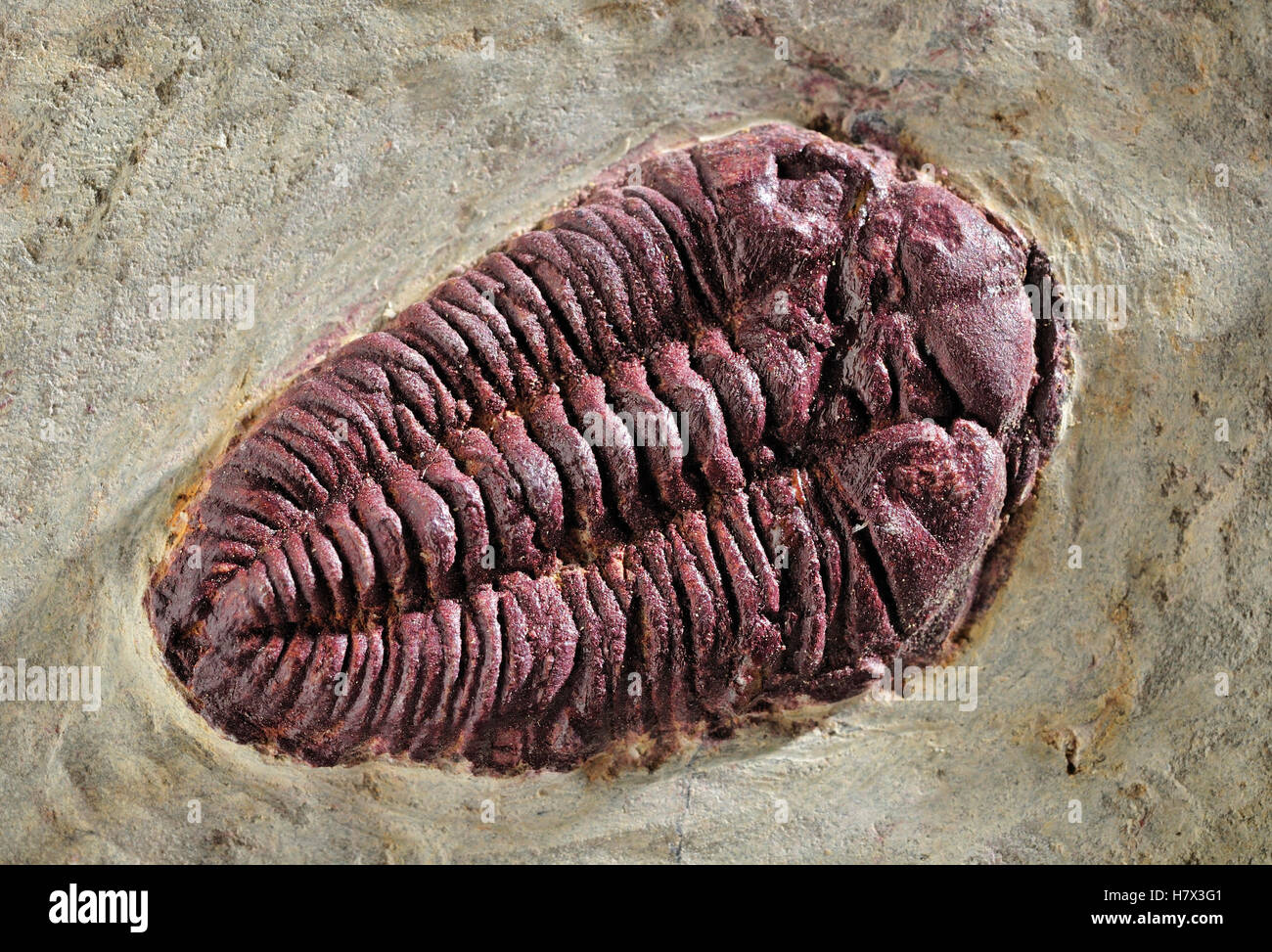 Trilobite fossil, Spain Stock Photo Alamy