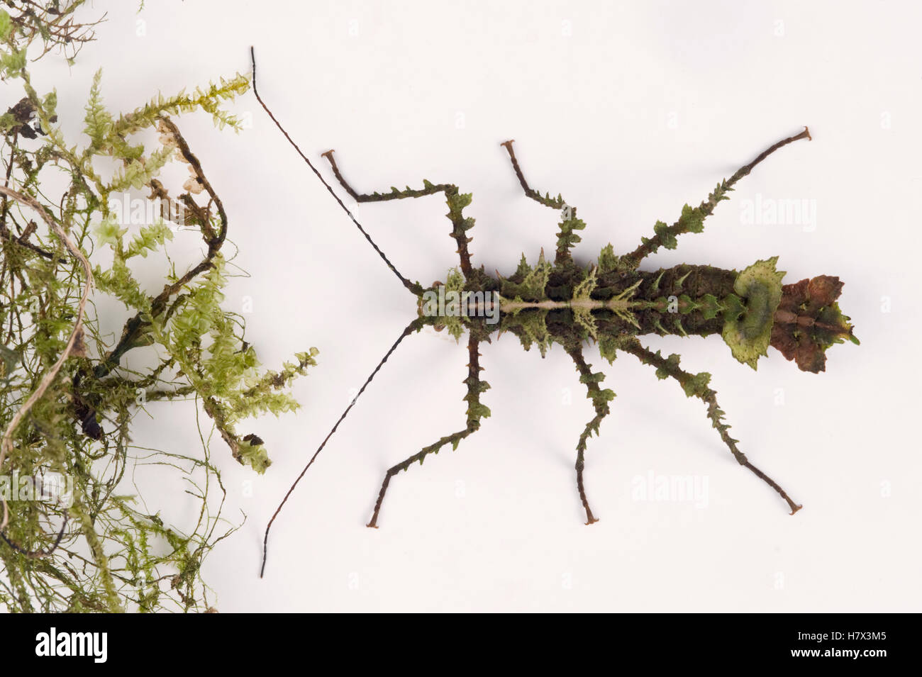 Walking Stick moss-mimic beside a piece of moss, Tapichalaca Reserve