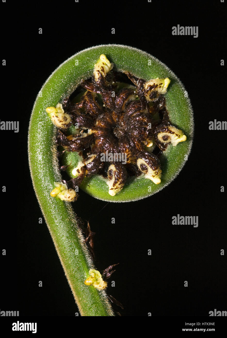 Fern frond fiddlehead unfurling in lower temperate forest, Ecuador Stock Photo