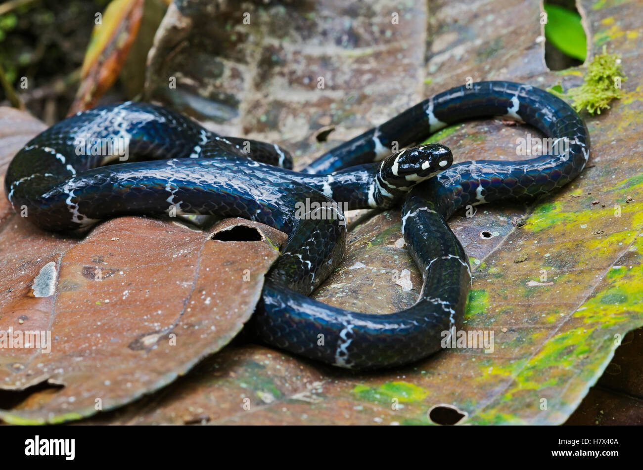 Halloween Snake (Pliocercus euryzonus) a non-venomous coral snake mimic, Mindo, Ecuador Stock Photo