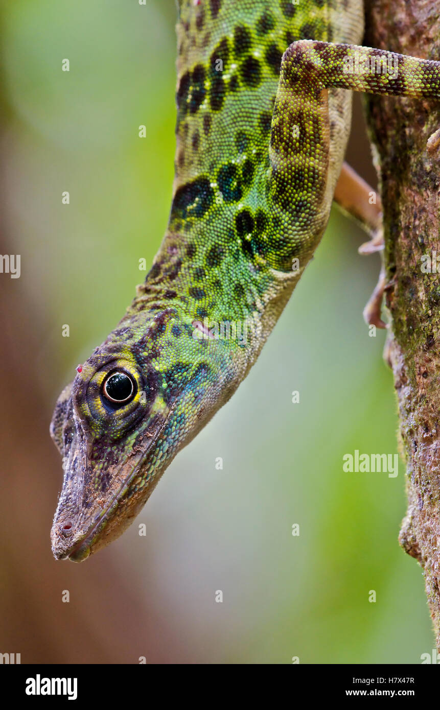 Giant Green Anole (Anolis frenatus) female, central Panama Stock Photo