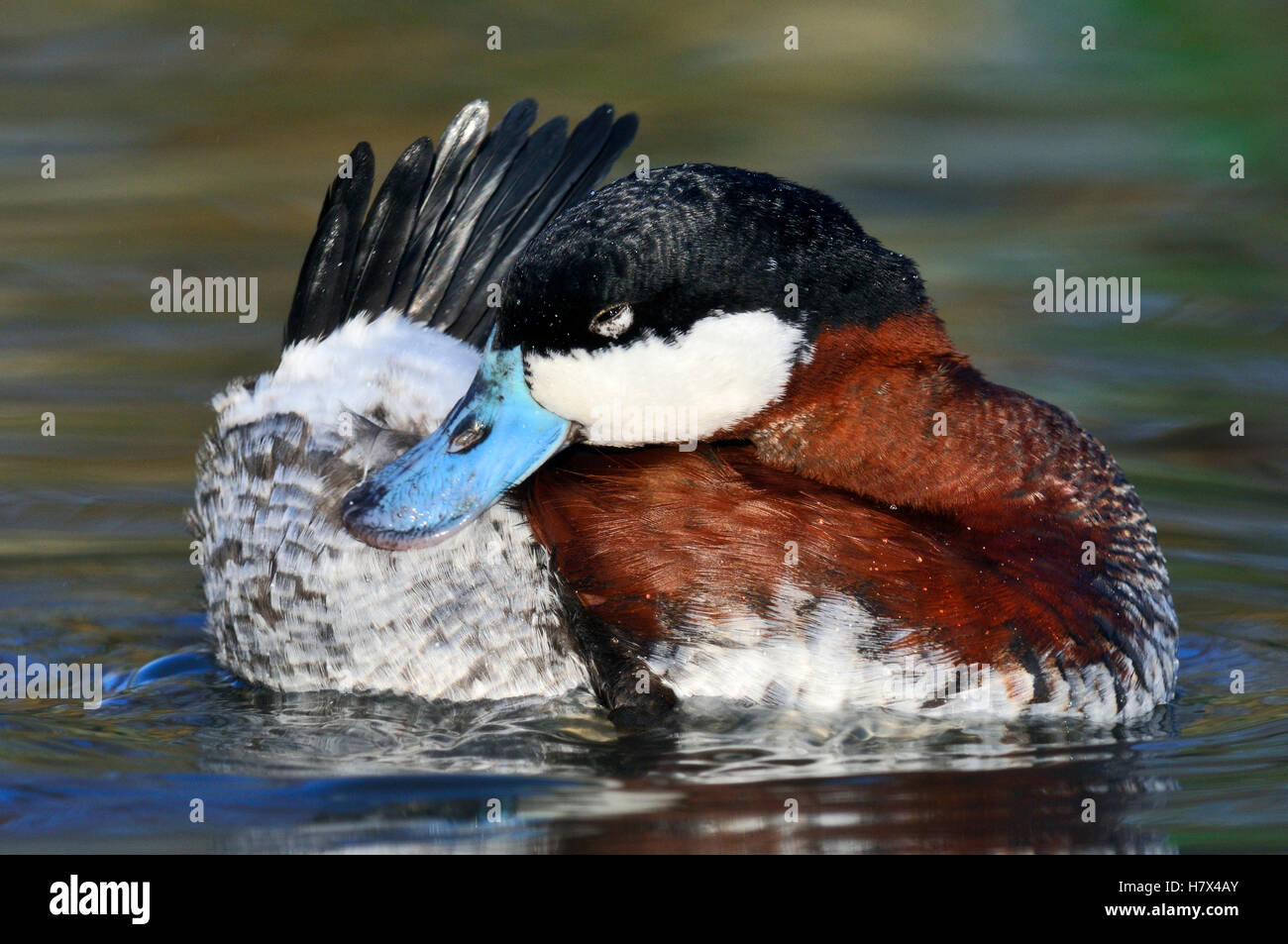 Drake Ruddy Duck Ruddy Duck (Oxyura jamaicensis) drake preening, Friesland, Netherlands ...