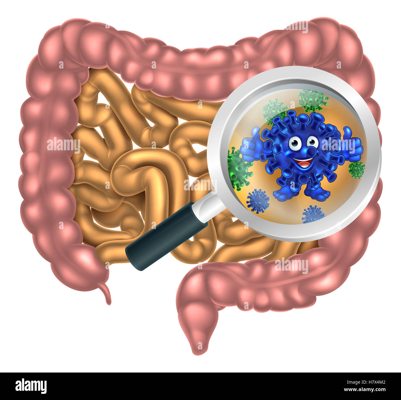 Magnifying glass focused on the human digestive system, digestive tract or alimentary  canal showing a good happy probiotic bacte Stock Photo - Alamy