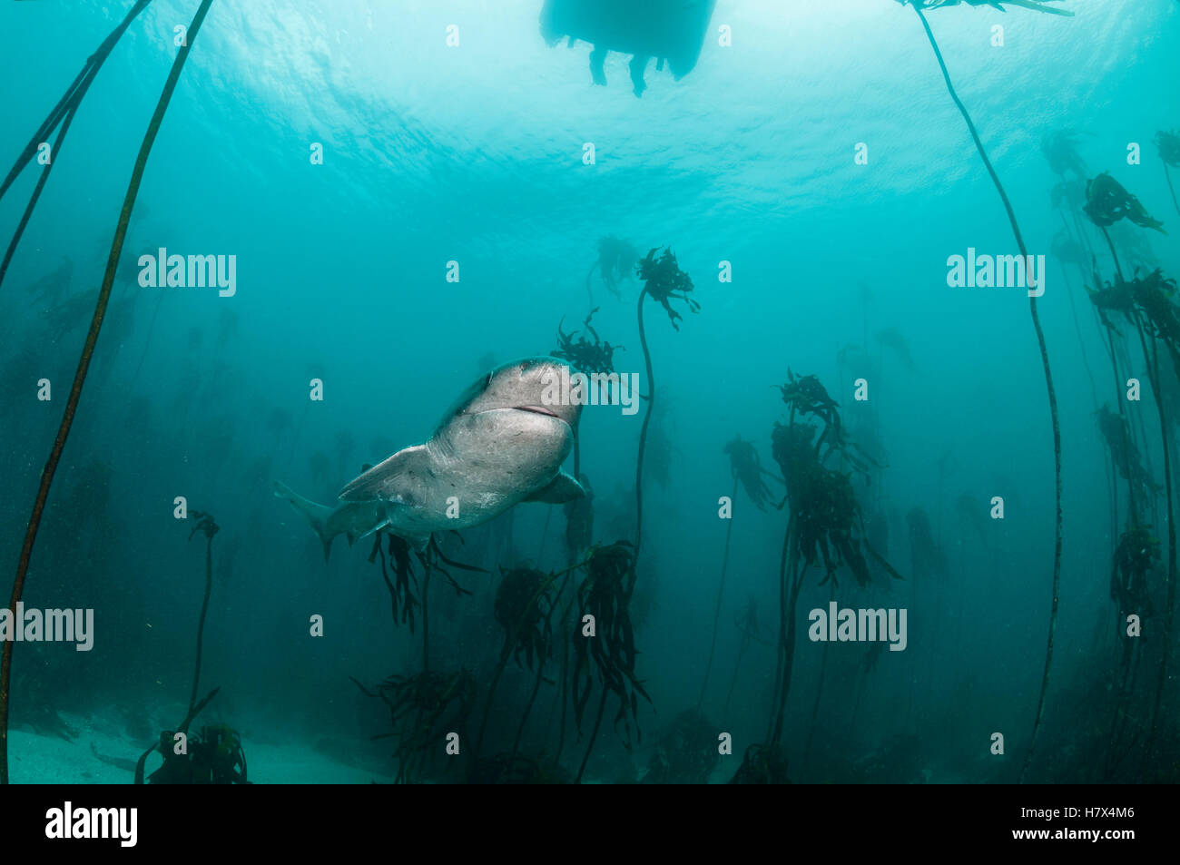 Broad nosed seven gill shark swimming through the kelp forests of False Bay, Simonstown, South Africa. Stock Photo