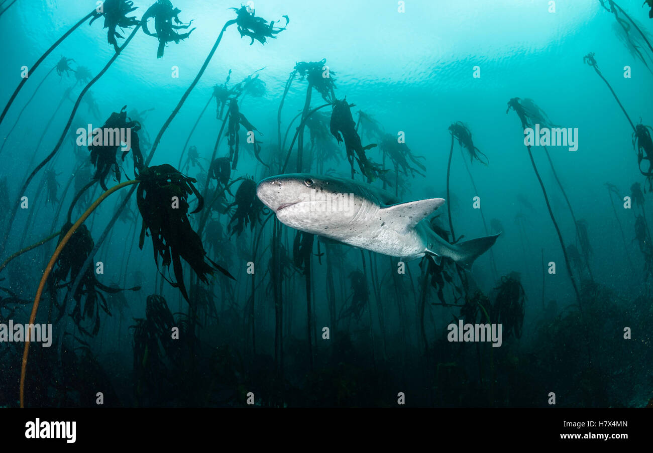 Broad nosed seven gill shark swimming through the kelp forests of False Bay, Simonstown, South Africa. Stock Photo