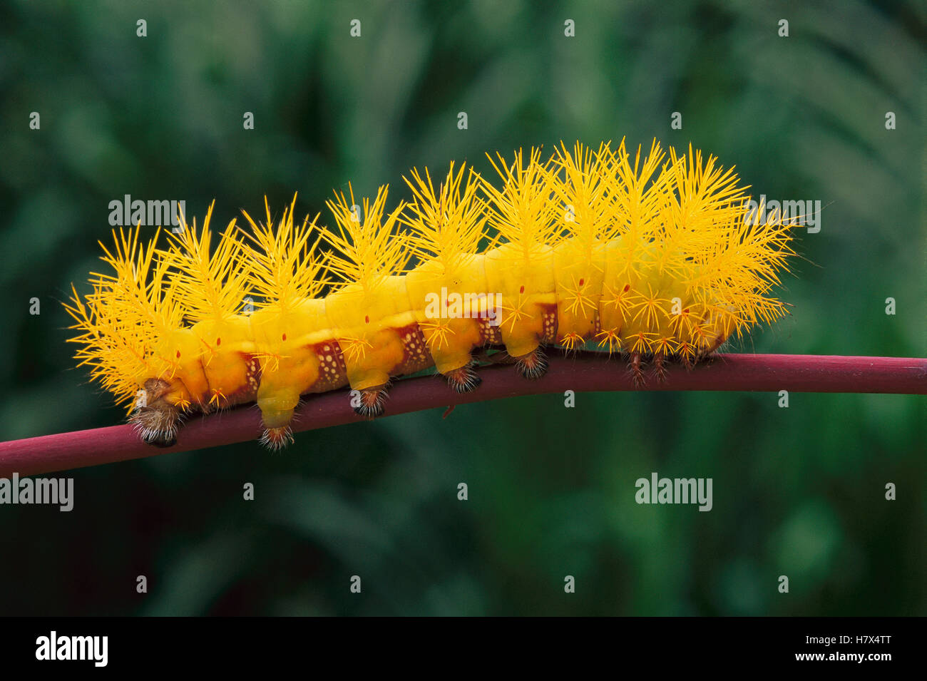 Saturniid Moth (Saturniidae) caterpillar, western slope of Andes Stock ...