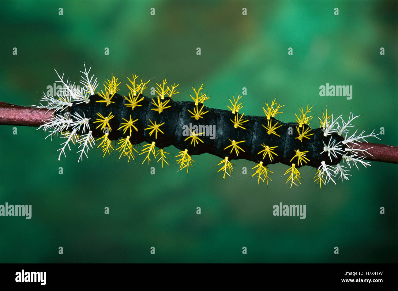 Saturniid Moth (Saturniidae) caterpillar, western slope of Andes Stock ...