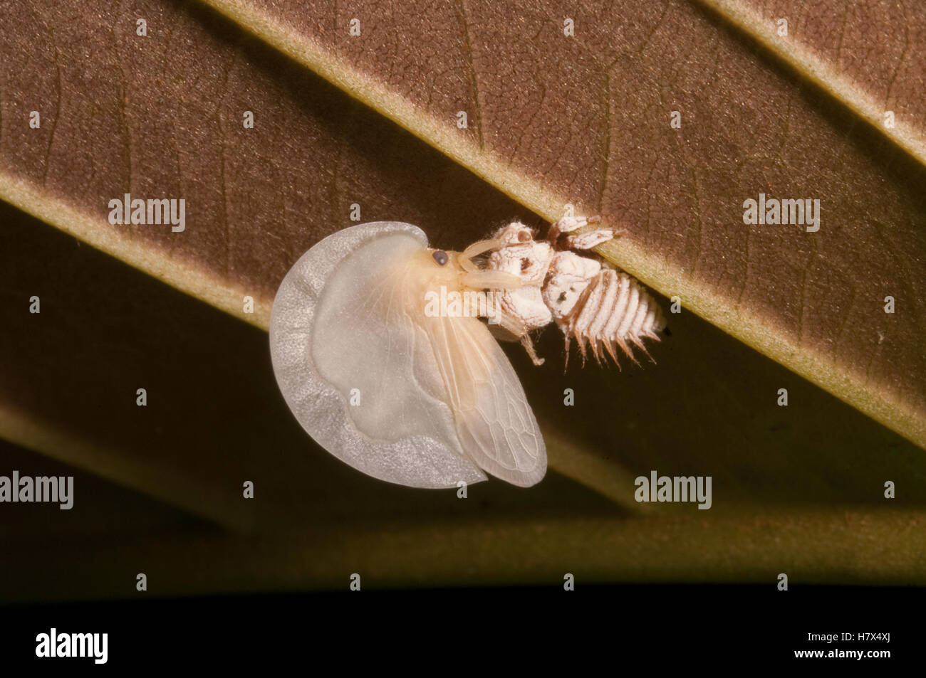 Blackandwhite Treehopper (Membracis foliata) emerging from nymph