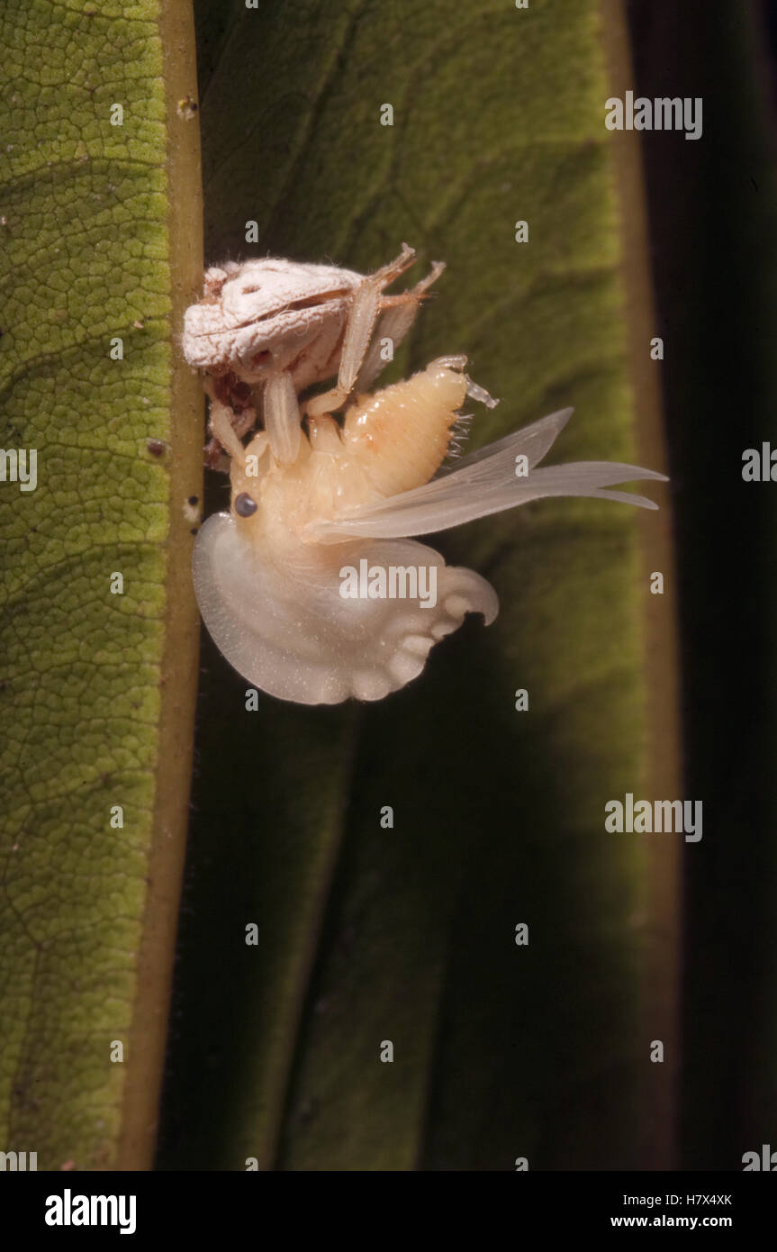 Blackandwhite Treehopper (Membracis foliata) emerging from nymph