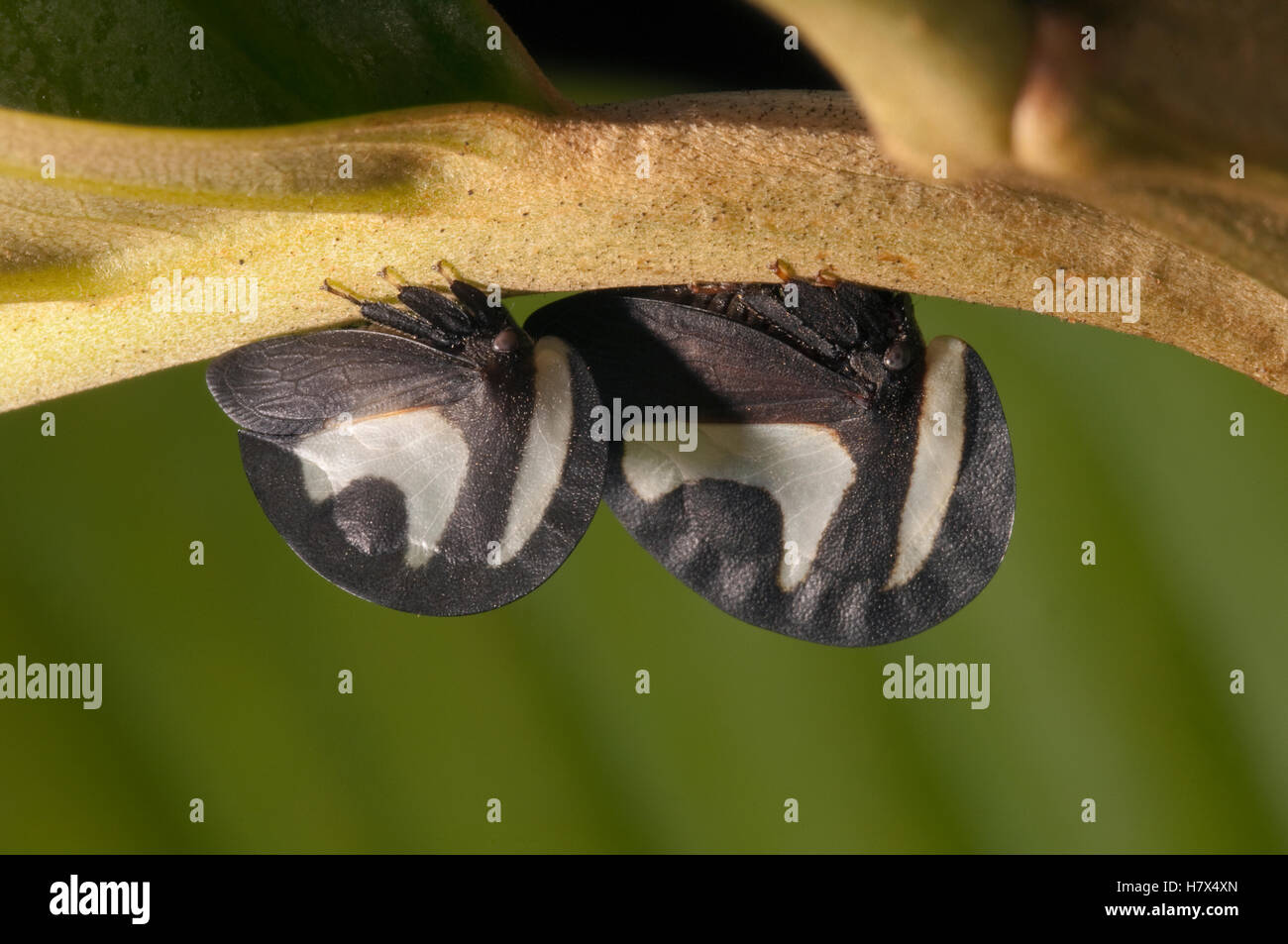 Blackandwhite Treehopper (Membracis foliata) female next to male