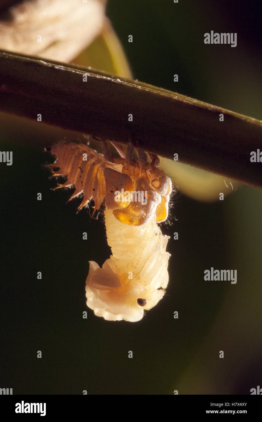 Blackandwhite Treehopper (Membracis foliata) emerging from nymph
