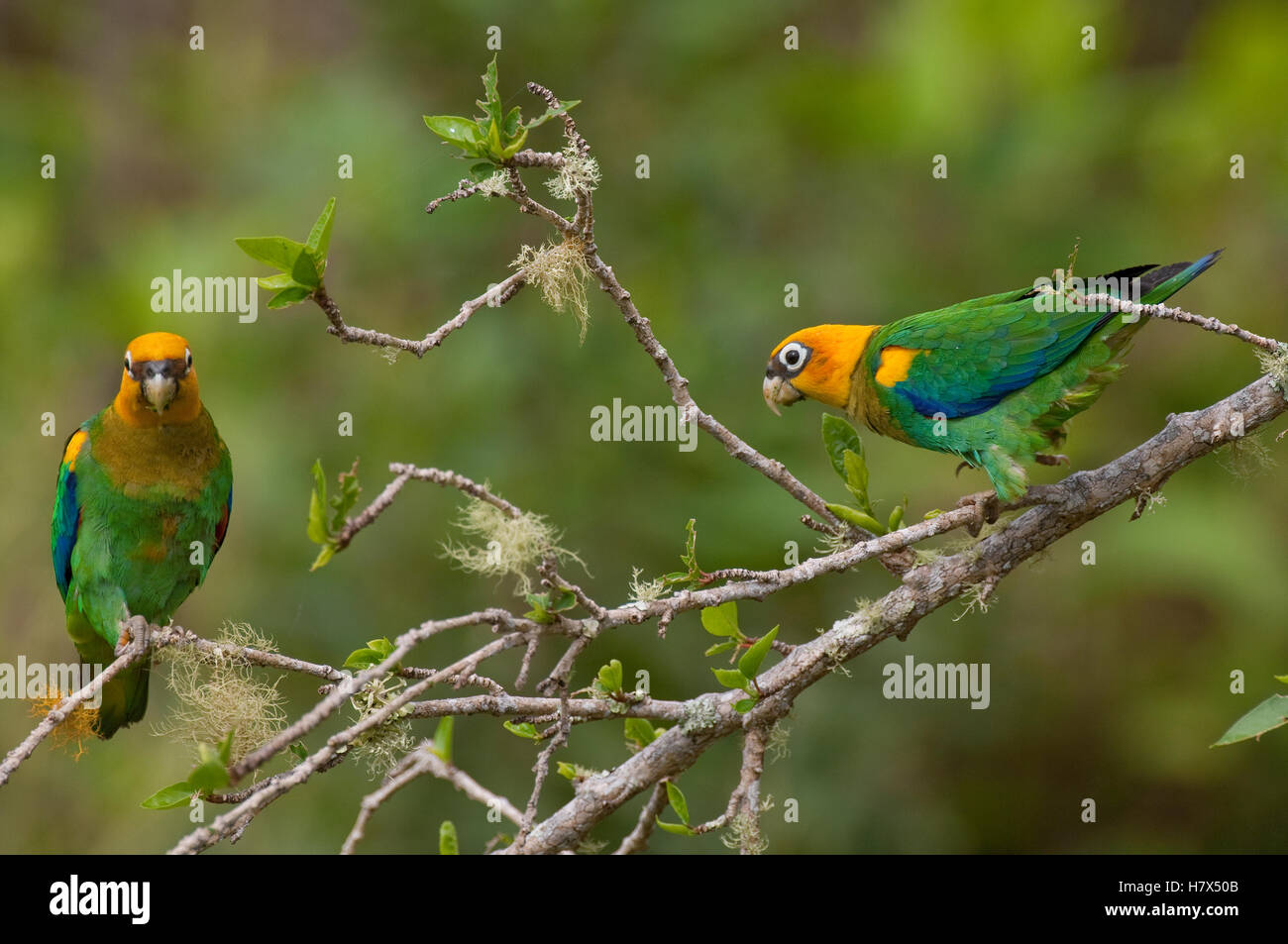 Saffronheaded Parrot (Pionopsitta pyrilia) pair, Colombia Stock Photo