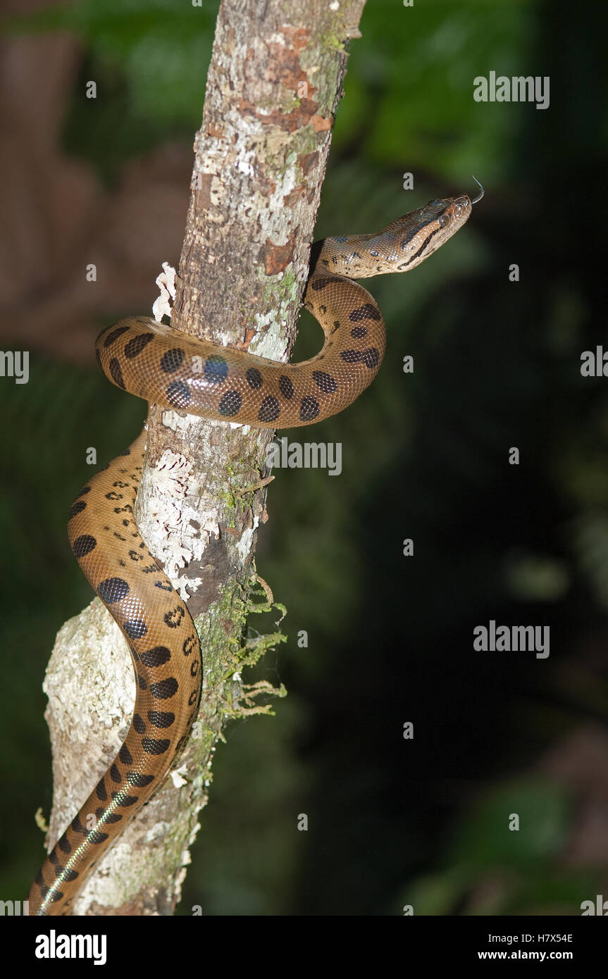 Green Anaconda (Eunectes murinus) climbing up tree with tongue extended