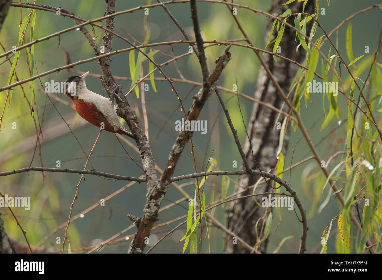 Scarlet-backed Woodpecker (Veniliornis callonotus), Ecuador Stock Photo