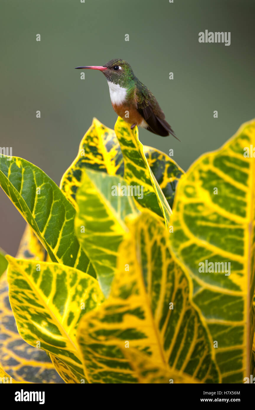 amazilia-hummingbird-amazilia-amazilia-ecuador-stock-photo-alamy
