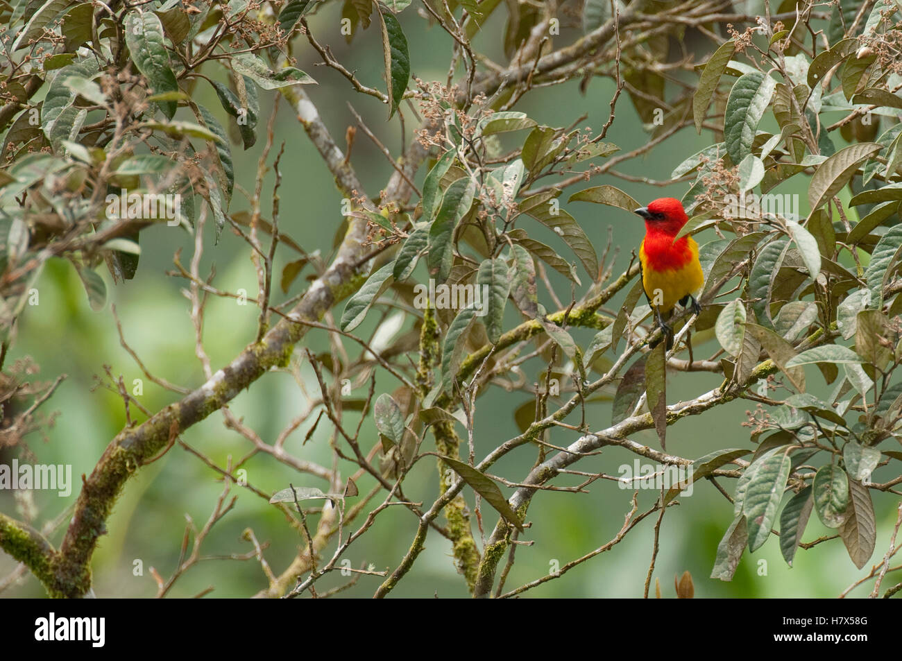 Red-hooded Tanager (Piranga rubriceps), Ecuador Stock Photo - Alamy