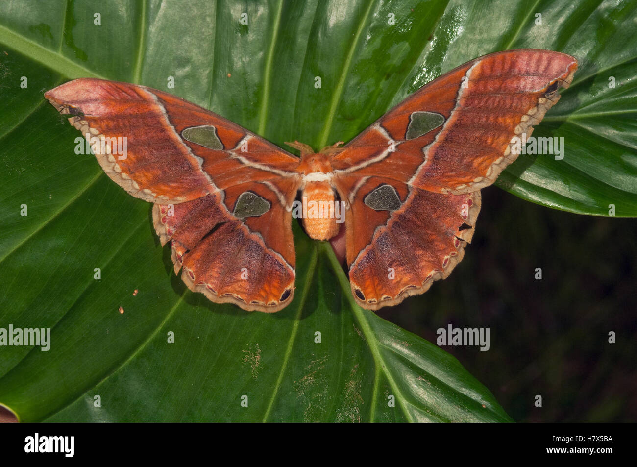 Saturniid Moth (Rothschildia hesperus), Amazon, Ecuador Stock Photo - Alamy