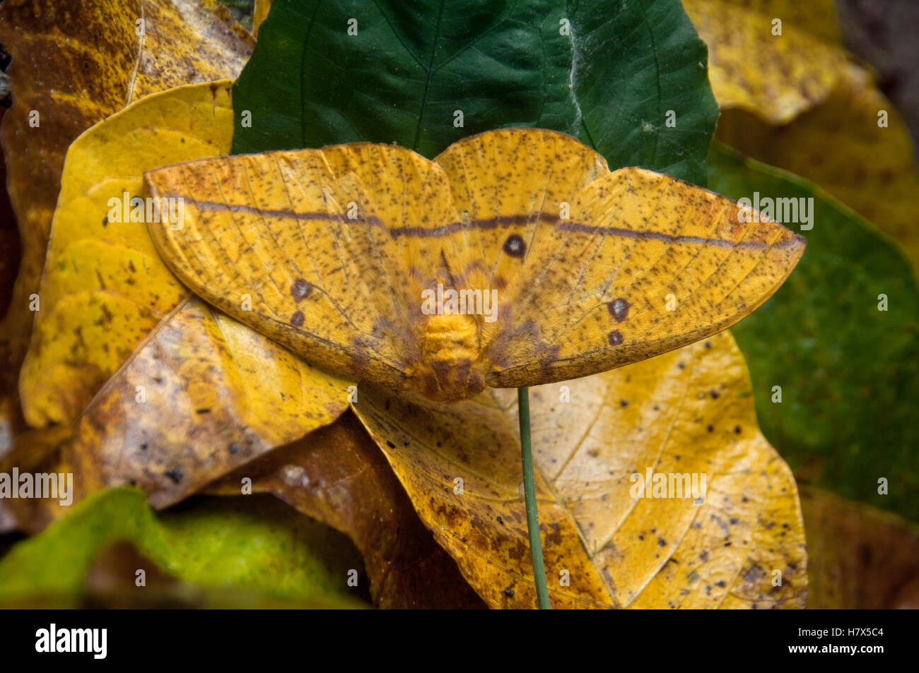 Saturniid Moth Eacles Ormondei Mimicking Leaf Amazon Ecuador Stock Saturniid Moth Eacles Ormondei Mimicking Leaf Amazon Ecuador Stock