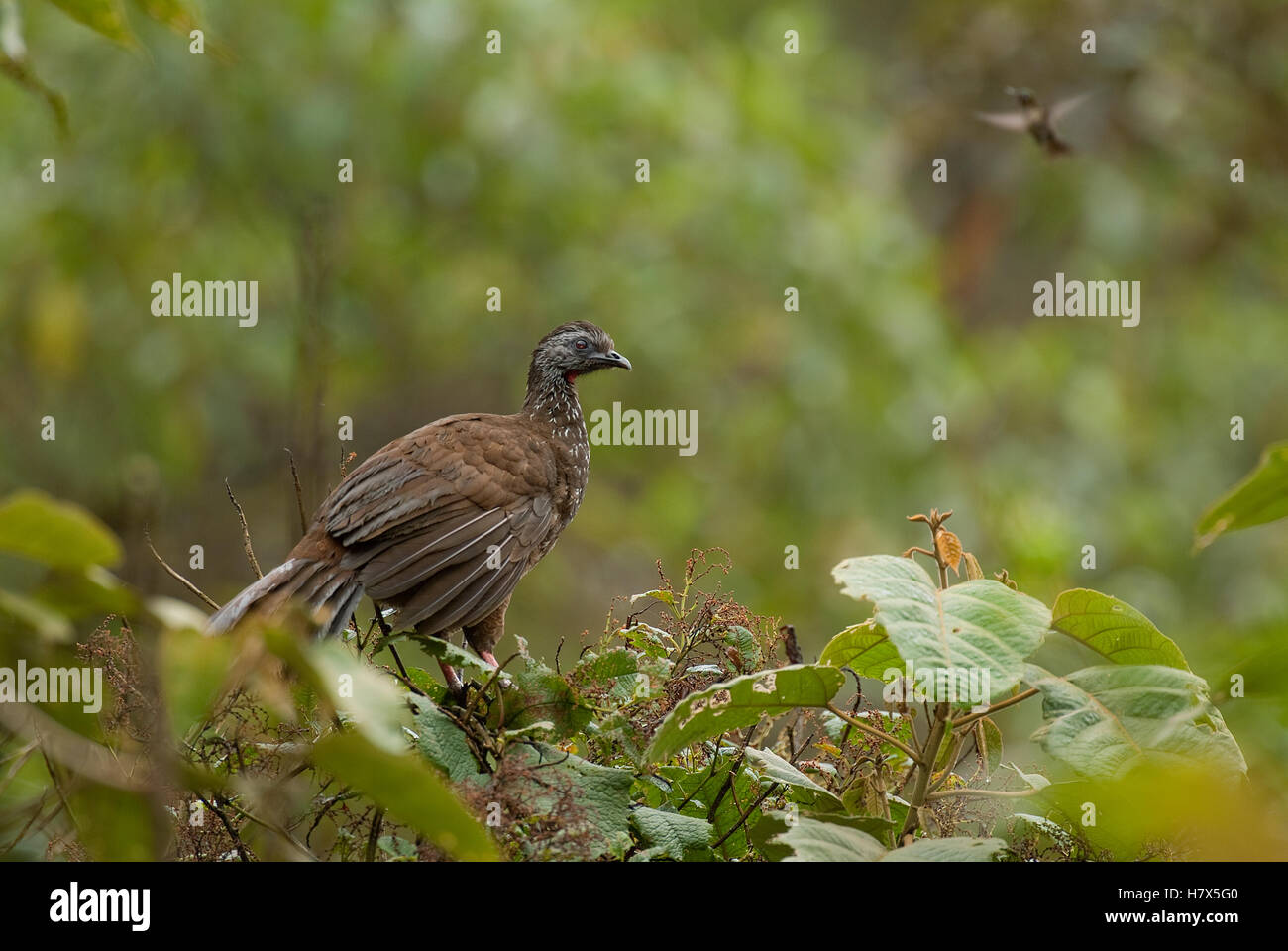 Bearded Guan (Penelope barbata), Ecuador Stock Photo Alamy