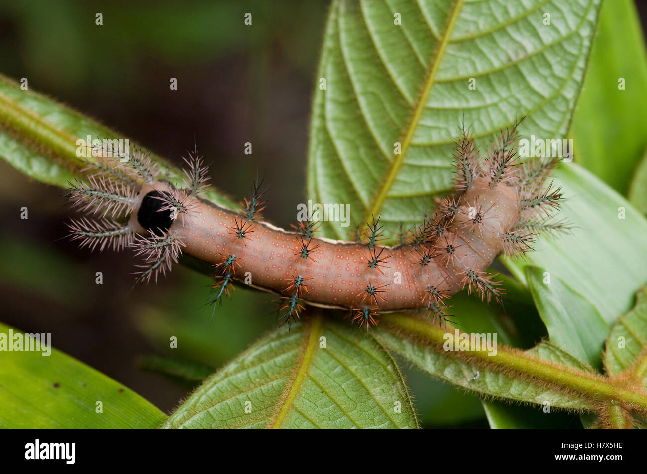 Saturniid Moth (Saturniidae) caterpillar, Amazon, Ecuador Stock Photo ...