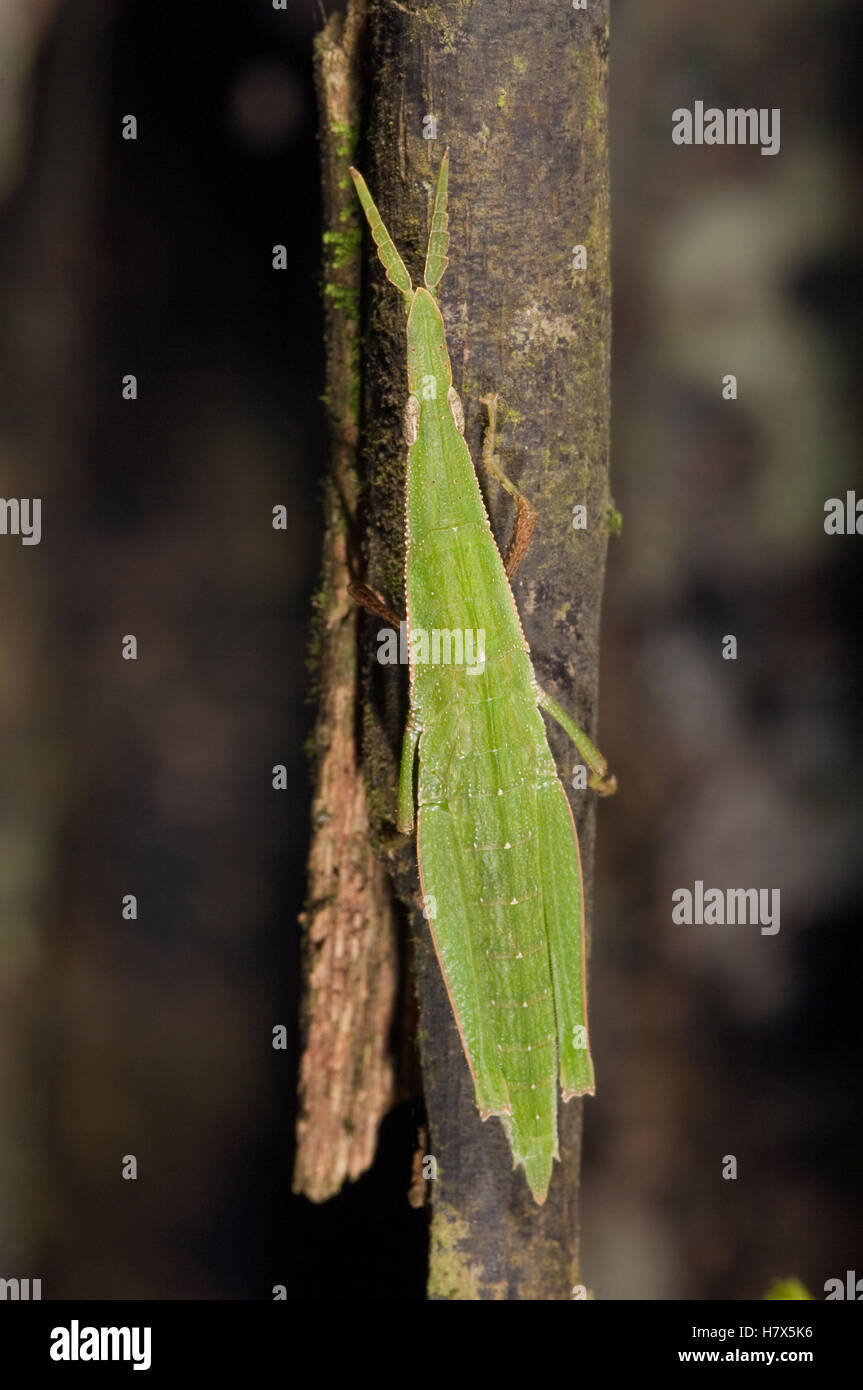 Gaudy Grasshopper (Omura congrua), Amazon, Ecuador Stock Photo