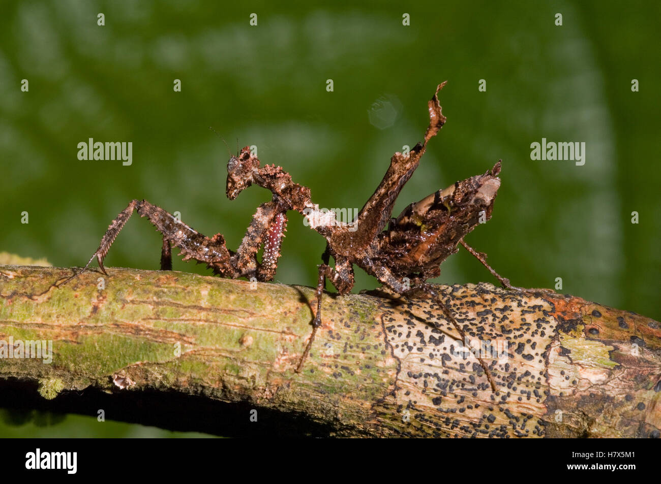Praying Mantis (Stenophylla sp), Amazon, Ecuador Stock Photo Alamy