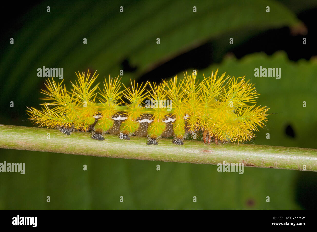 Saturniid Moth (Saturniidae) caterpillar, Amazon, Ecuador Stock Photo ...