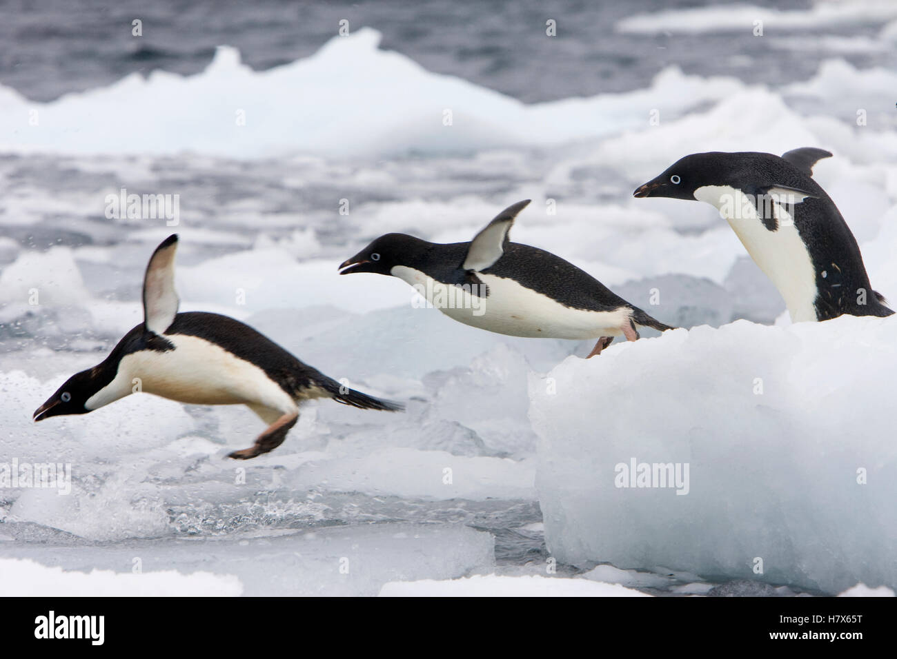 Adelie Penguin (Pygoscelis adeliae) group diving off iceberg, Paulet ...