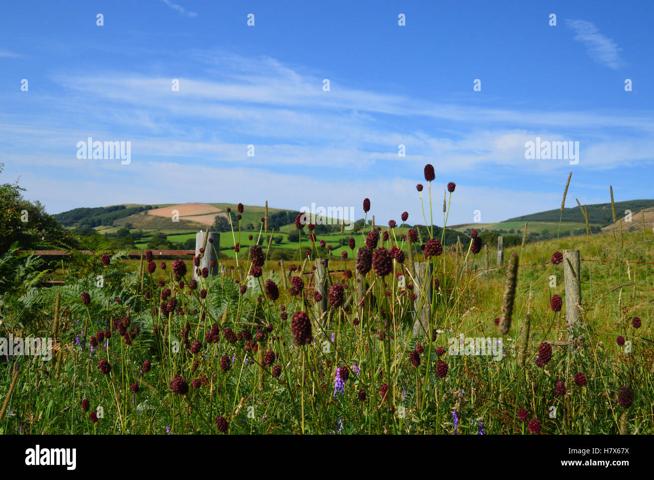 Roadside wildflowers hi-res stock photography and images - Alamy