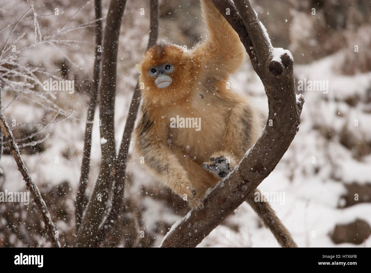 Golden Snub nosed Monkey Rhinopithecus Roxellana Female On Snow 