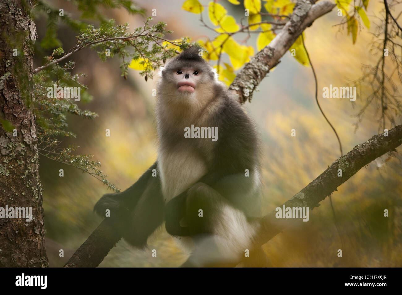 Yunnan Snub-nosed Monkey (Rhinopithecus bieti) in tree, Baima Snow