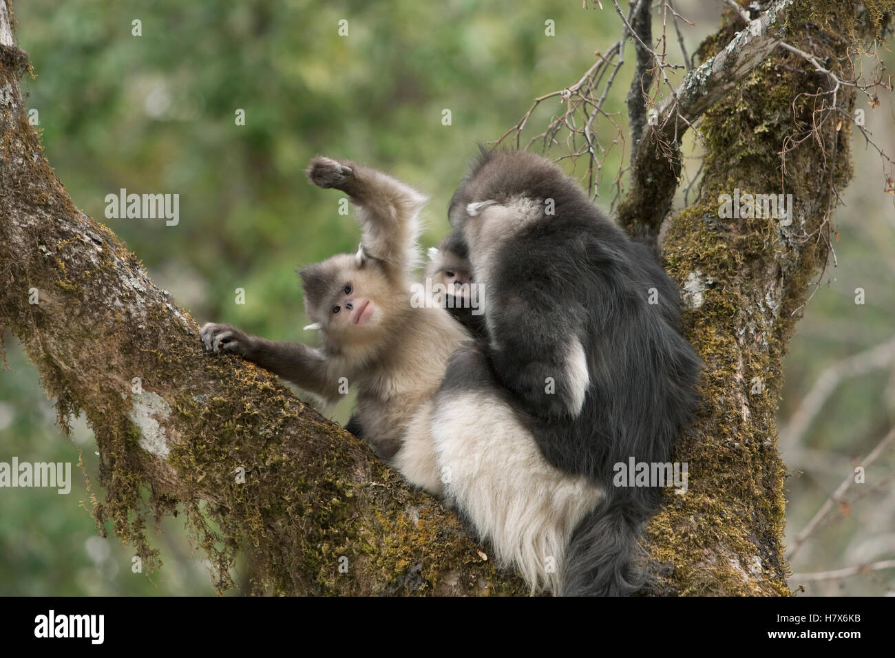 Yunnan Snub-nosed Monkey (Rhinopithecus bieti) pair grooming, Baima