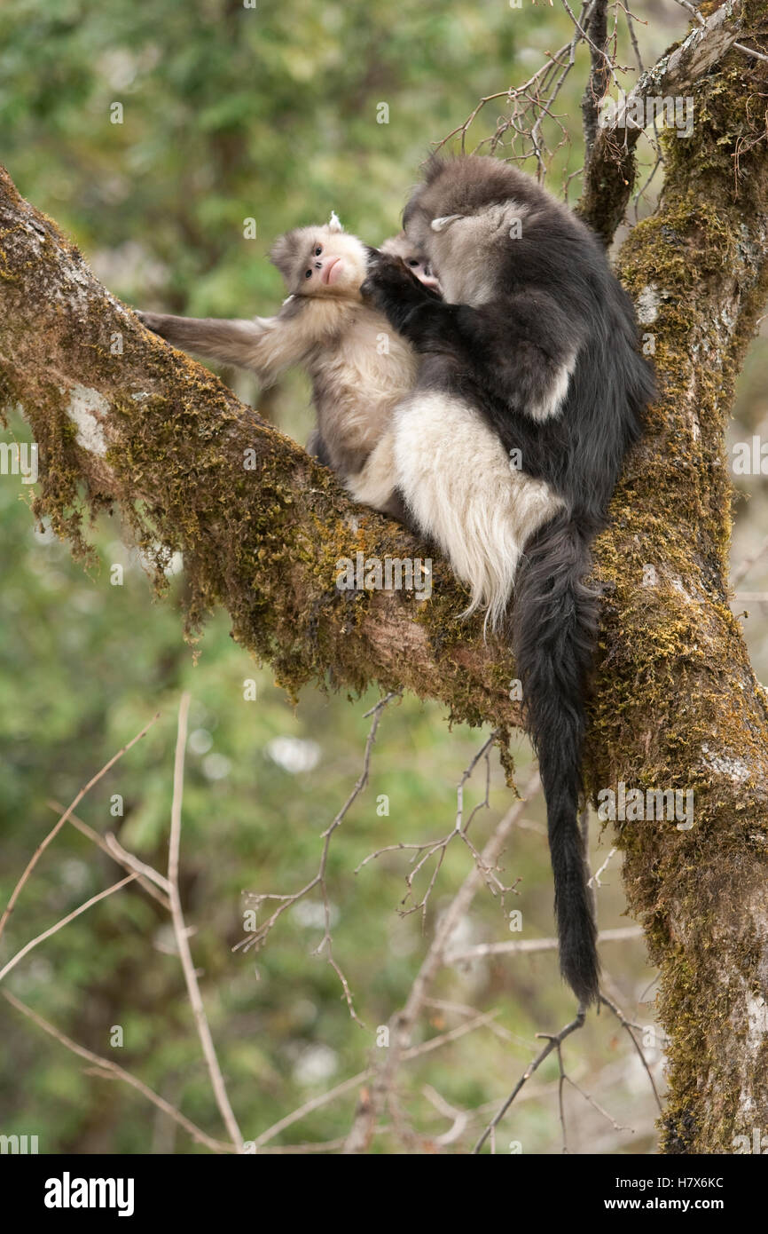 Yunnan Snub-nosed Monkey (Rhinopithecus bieti) pair grooming, Baima